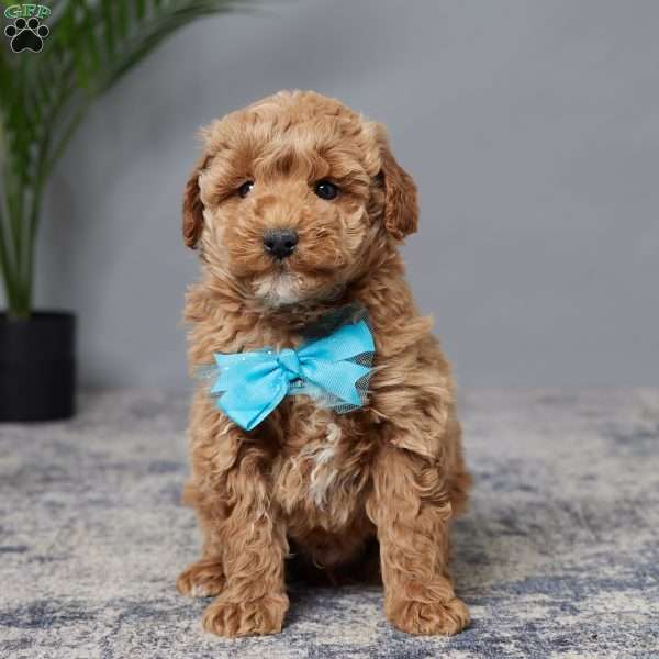 Rusty, Mini Goldendoodle Puppy